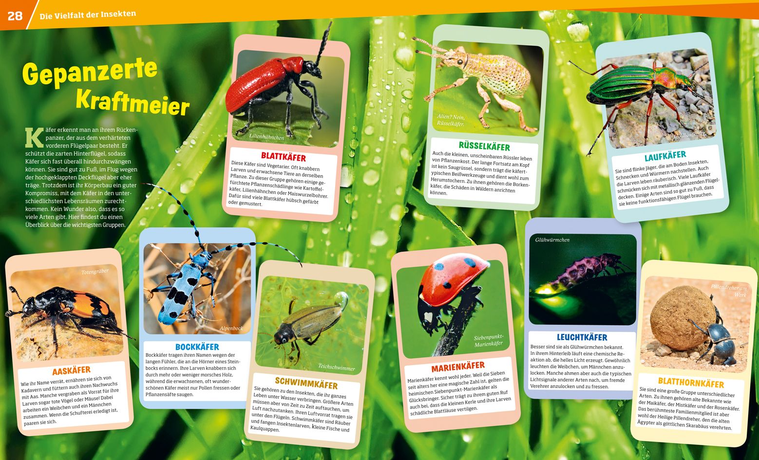 Abbildung 2 von WAS IST WAS Band 30 Insekten. Überlebenskünstler auf sechs Beinen