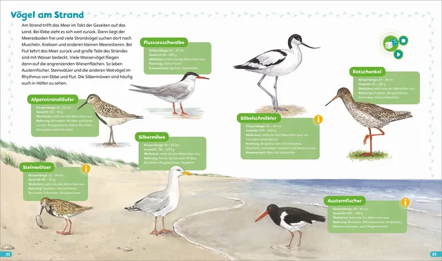 Abbildung 4 von BOOKii® Hören und Staunen Heimische Vögel