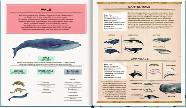 Abbildung 4 von Die geheime Welt der Wale