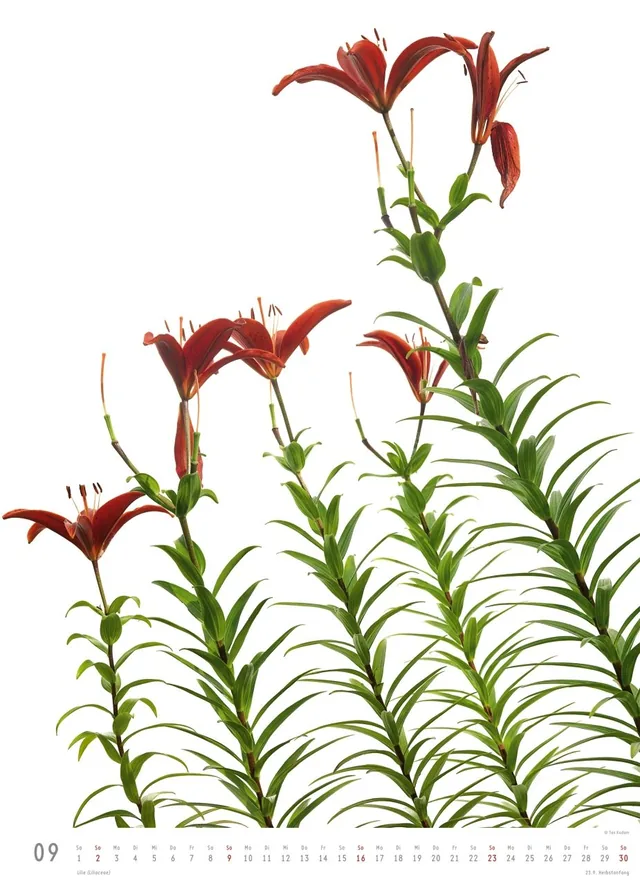 Abbildung 9 von Flora 2018 – Blumen-Kalender von DUMONT– Poster-Format 49,5 x 68,5 cm