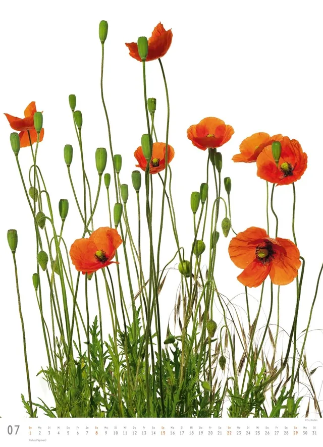 Abbildung 7 von Flora 2018 – Blumen-Kalender von DUMONT– Poster-Format 49,5 x 68,5 cm