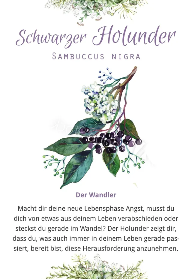 Abbildung 3 von Fräulein Grüns Wohlfühlkräuter-Karten