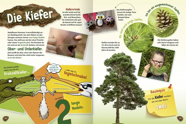 Gezeigt wird eine Innen- oder Zusatzansicht von „Jetzt verstehe ich die Bäume“. Die Doppelseite thematisiert die Kiefer mit bunten Elementen in Gelb, Grün und Naturtönen. Textkästen heben wichtige Informationen hervor, während anschauliche Illustrationen,