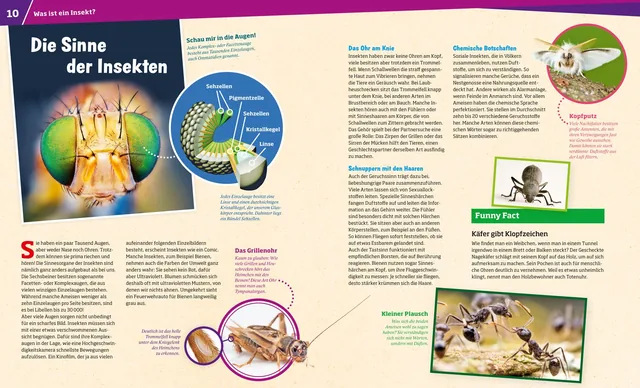 Abbildung 1 von WAS IST WAS Band 30 Insekten. Überlebenskünstler auf sechs Beinen