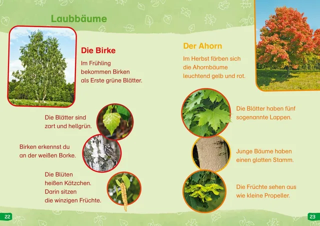 Abbildung 3 von WAS IST WAS Erstes Lesen easy! Band 1. Entdecke die Bäume