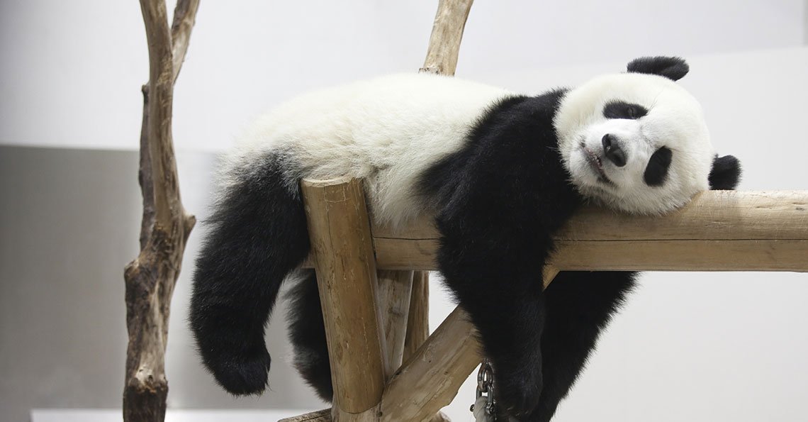 Titelbild Bao, der weise Panda und das Geheimnis der Gelassenheit